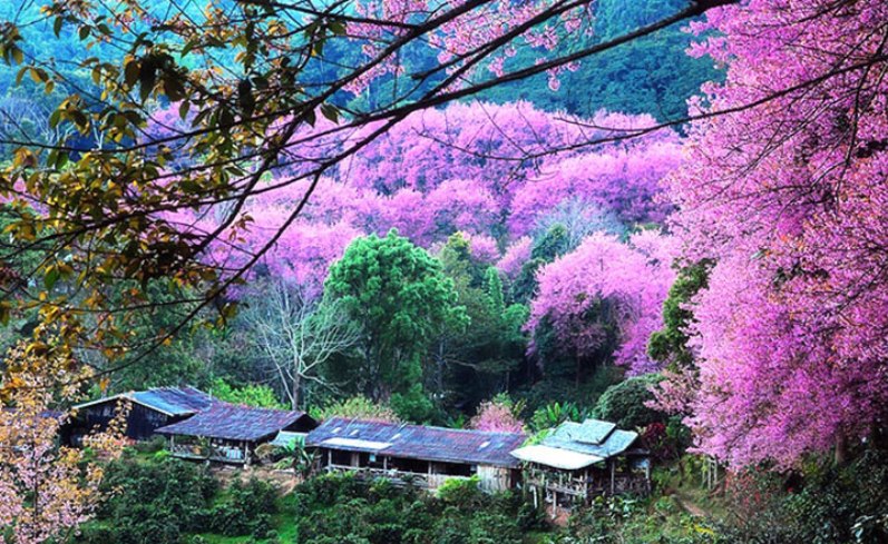 X پارک ملی سری ناکارین تایلند