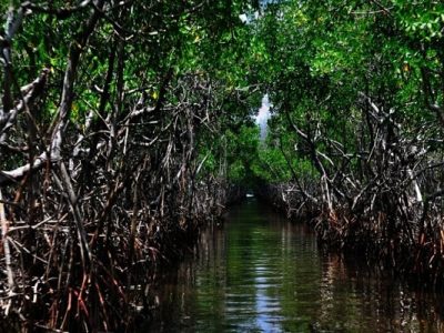 جنگل دریایی حرا