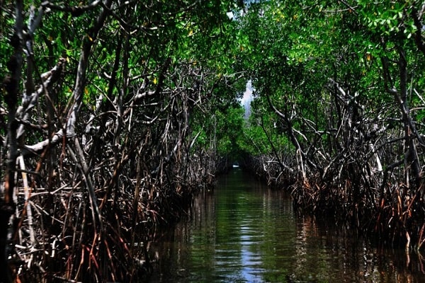 جنگل دریایی حرا