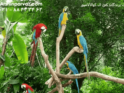 باغ-پرندگان-کی-ال-کوالالامپور