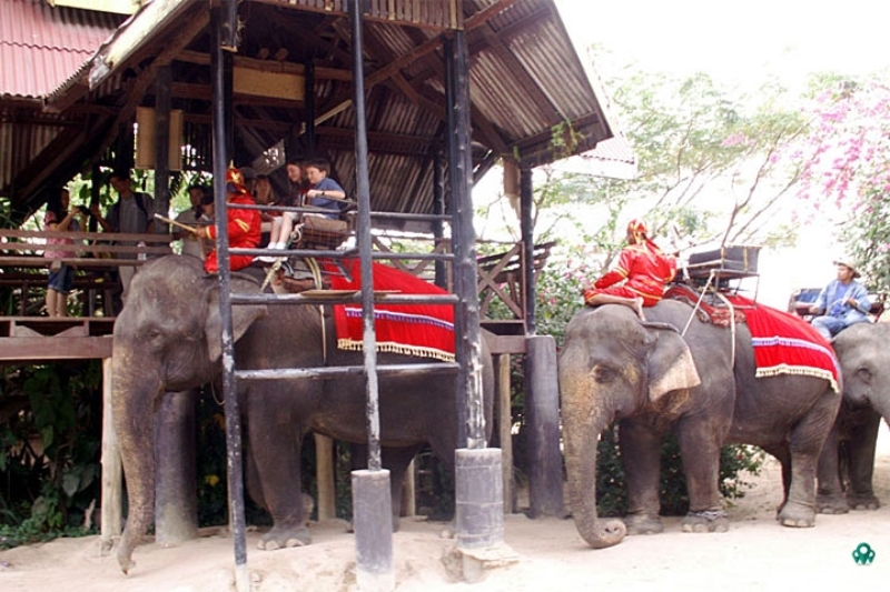 دهکده فیل ها در تایلند