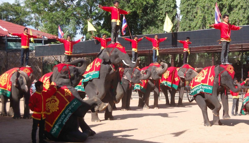 دهکده فیل ها