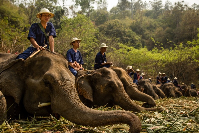 دهکده فیل ها