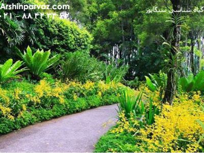 باغ گیاه شناسی سنگاپور