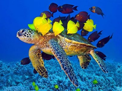 آکواریوم کیش