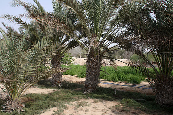 روستای باغو کیش