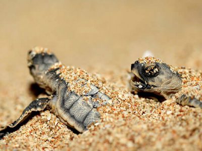 لاک پشت پوزه عقابی