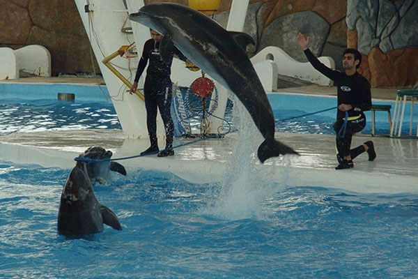 پارک دلفین های کیش