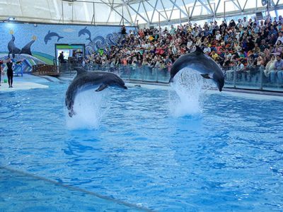 پارک دلفین های کیش