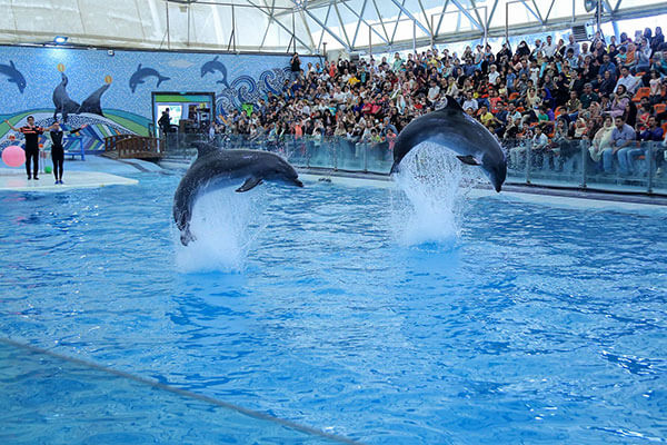 پارک دلفین های کیش