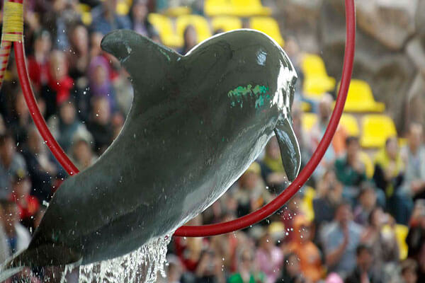 پارک دلفین های کیش