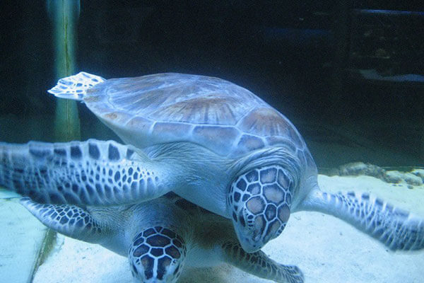 آکواریوم قشم