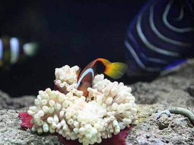 آکواریوم پروانه طلایی قشم