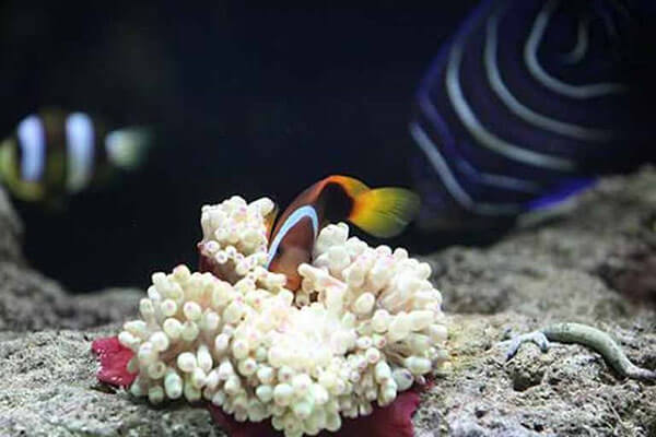 آکواریوم پروانه طلایی قشم