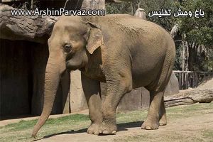 باغ وحش تفلیس