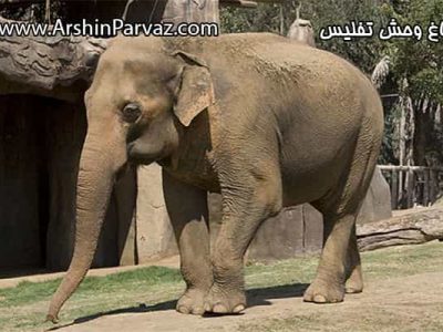 باغ وحش تفلیس