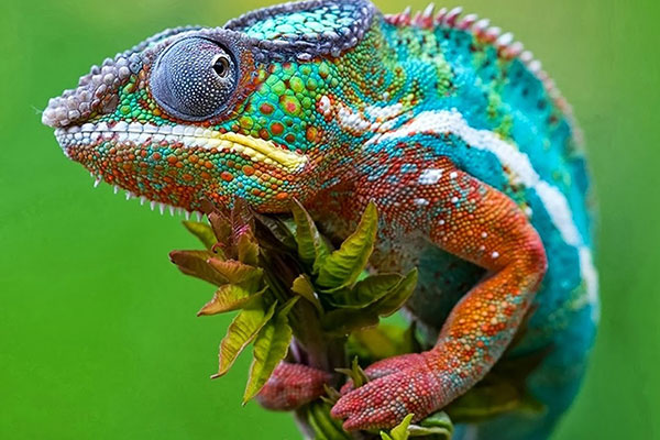 نمایشگاه خزندگان کیش