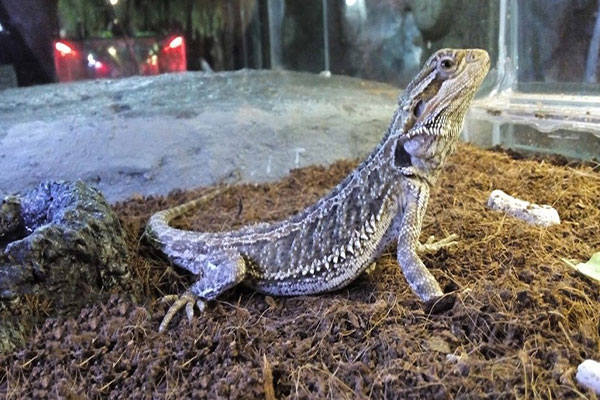 نمایشگاه خزندگان کیش