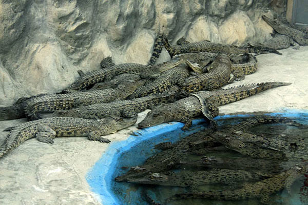 پارک کروکودیل قشم