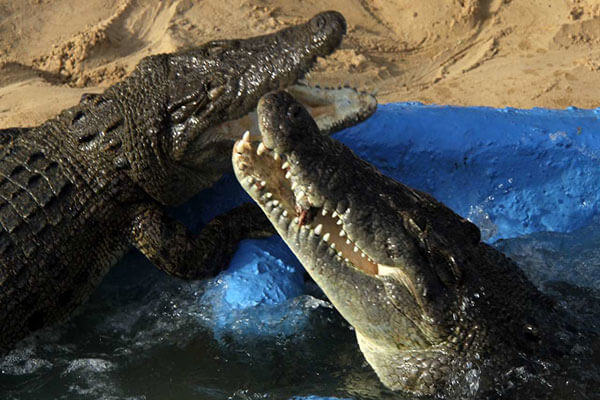 پارک کروکودیل قشم