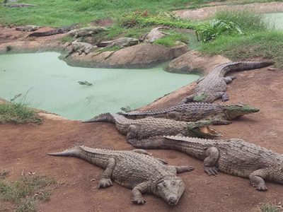 پارک کروکودیل قشم