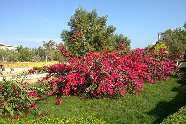 پارک هنگام کیش