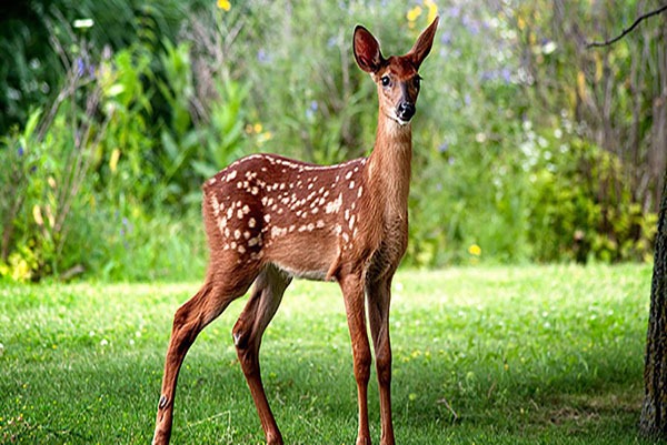 باغ آهوان کیش