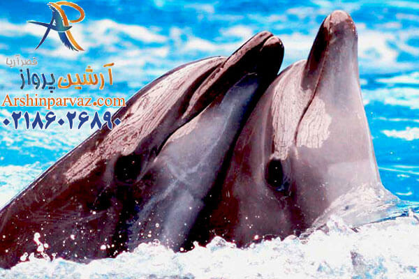 تور کیش پارک دلفین ها