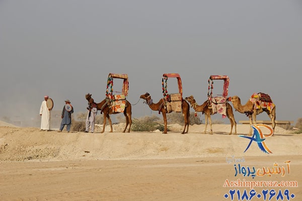 شتر سواری در کیش