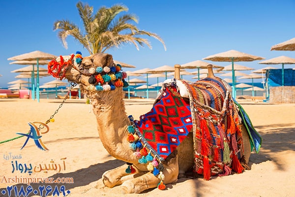 شتر سواری در کیش