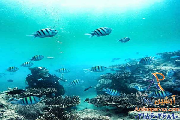 غذا دادن به ماهی ها در کیش