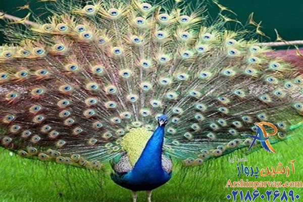 باغ پرندگان مشهد