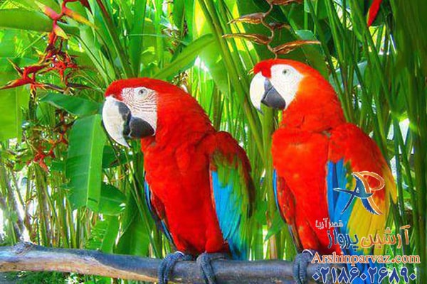 باغ پرندگان مشهد