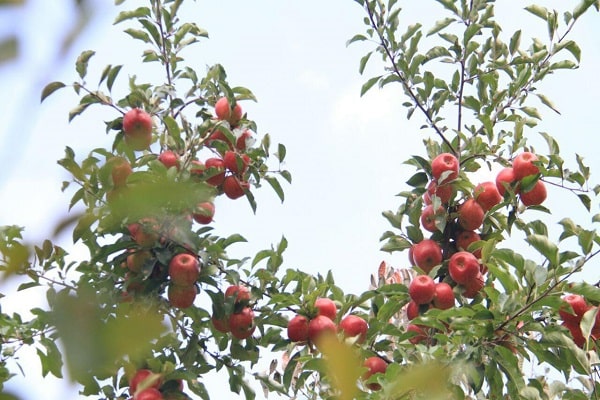 میوه های روستای زشک