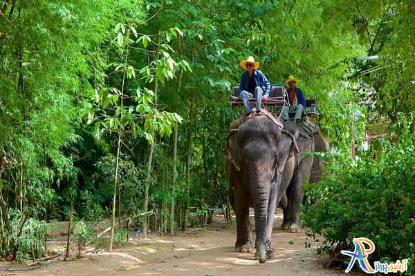 فیل سواری در تایلند
