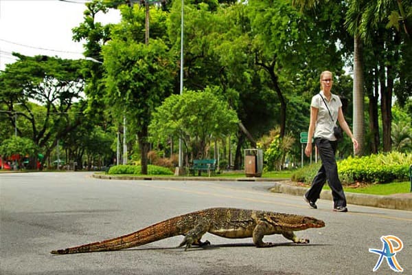 پارک لومپینی تایلند