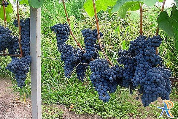 جشنواره های تفلیس گرجستان