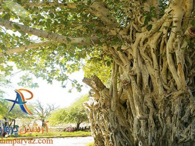 درخت کهنسال کیش