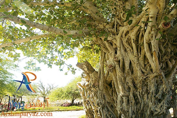 درخت کهنسال کیش