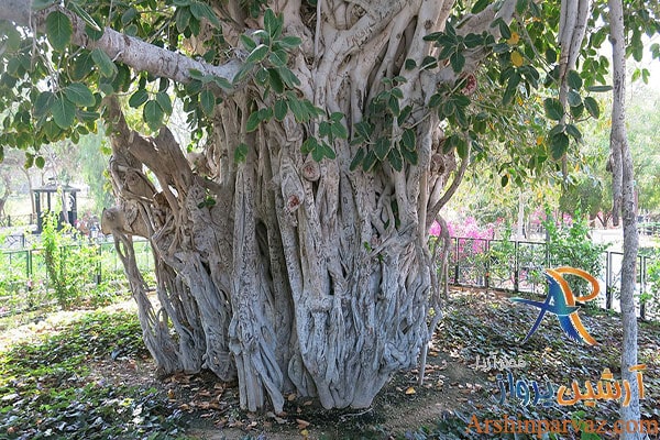 درخت انجیر معابد