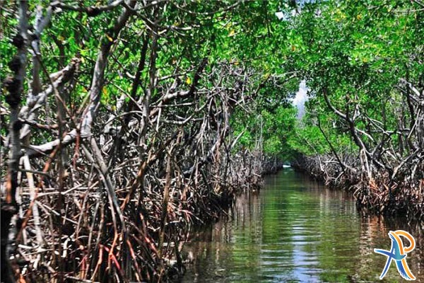 جنگل حرا قشم