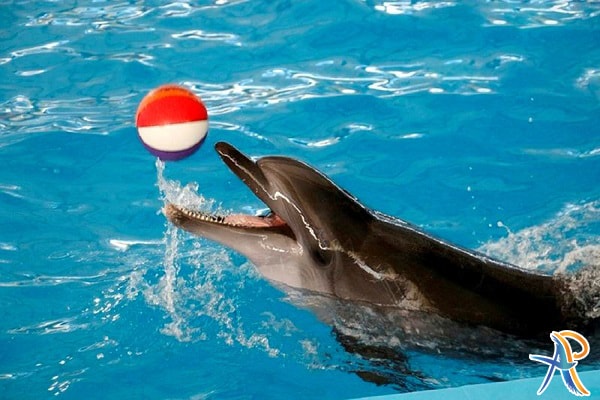 دلفیناریوم کیش