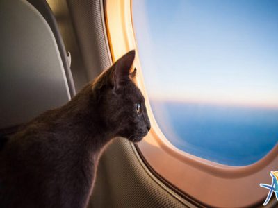 حمل حیوانات خانگی در سفرهای هوایی
