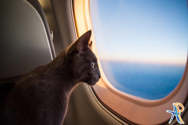 حمل حیوانات خانگی در سفرهای هوایی