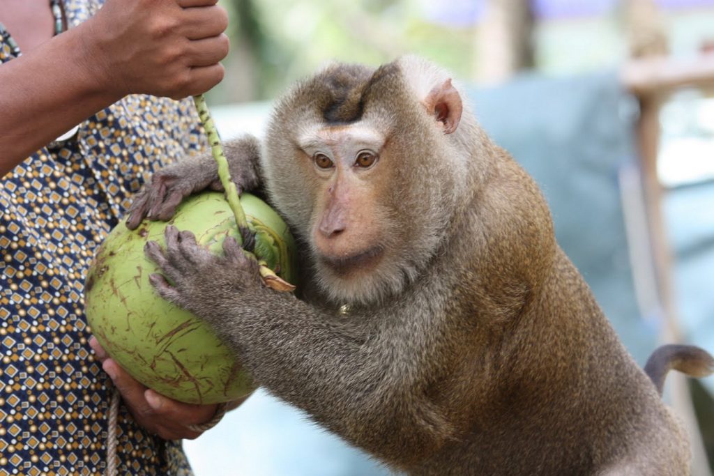 سامویی تایلند7