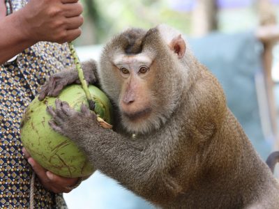 جاذبه های گردشگری سامویی تایلند