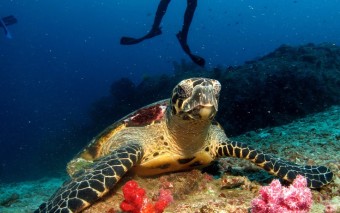 غواصی در تایلند