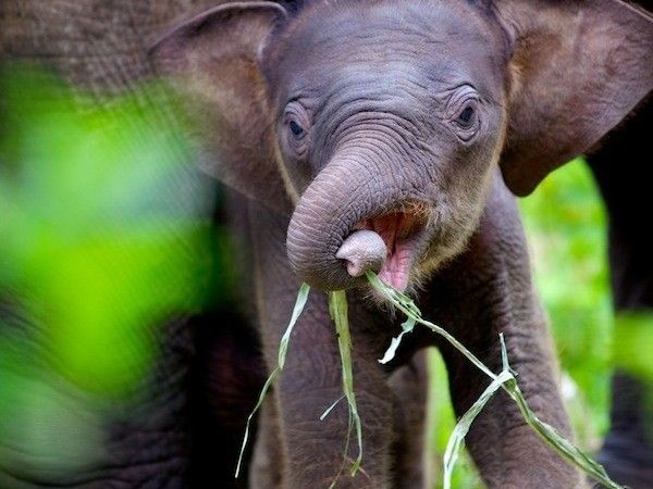 فیل سواری تایلند